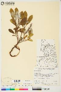 Salix arctica image