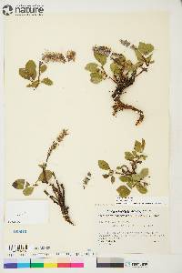 Salix arctica image