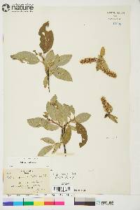 Salix barclayi image