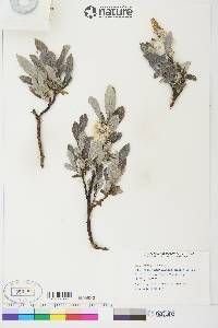 Salix barrattiana image