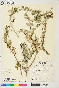 Salix brachycarpa subsp. brachycarpa image