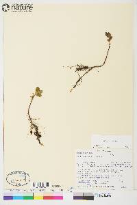 Salix fuscescens image