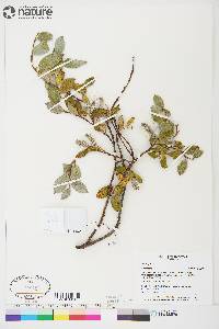 Salix glauca image