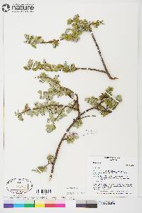 Salix glauca image