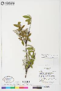 Salix glauca image