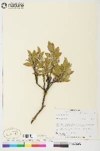 Salix glauca image