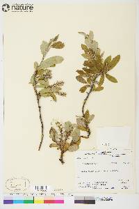 Salix glauca image