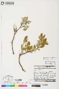 Salix glauca image