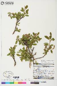 Salix glauca var. cordifolia image