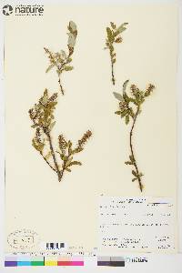 Salix glauca image