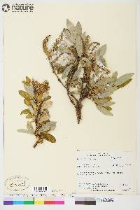 Salix glauca image