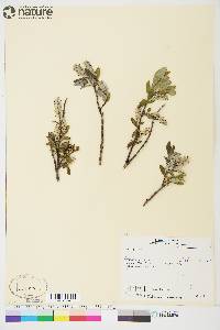 Salix glauca image