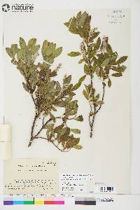 Salix glauca image