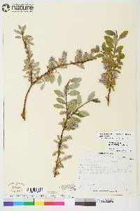 Salix glauca var. cordifolia image