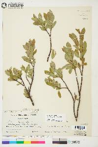 Salix glauca image