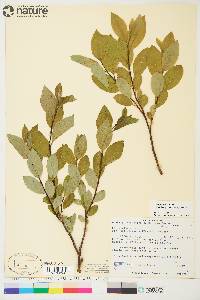 Salix glauca image