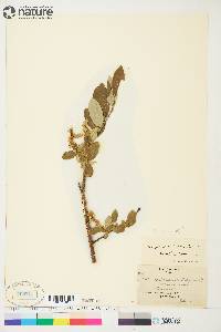 Salix glauca image