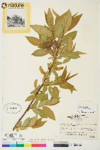 Salix lasiandra image