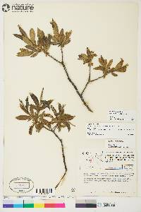 Salix lasiandra var. caudata image