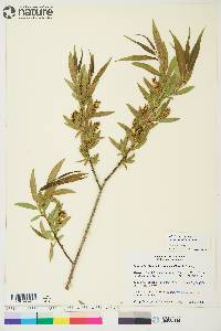 Salix lasiandra image