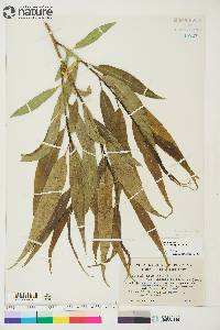 Salix lasiandra var. caudata image