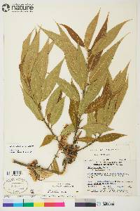 Salix lasiandra image