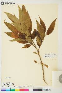 Salix lasiandra image