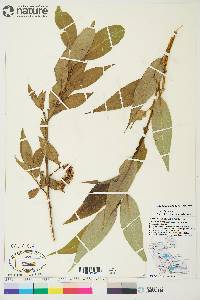 Salix lasiandra image