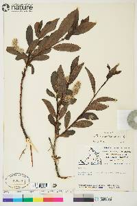 Salix maccalliana image