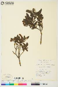 Salix myrtillifolia image