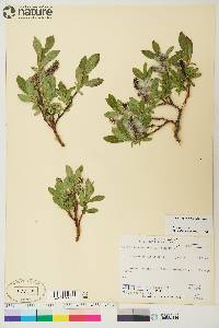 Salix myrtillifolia image