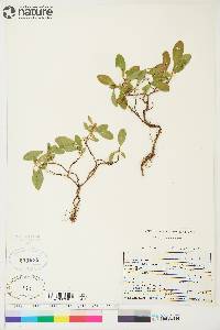 Salix myrtillifolia image