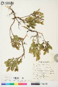 Salix myrtillifolia image