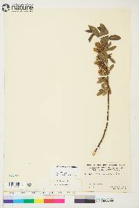 Salix myrtillifolia image