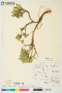 Salix myrtillifolia image