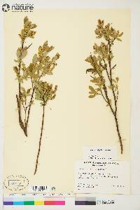 Salix myrtillifolia image