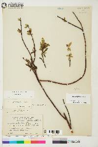 Salix myrtillifolia image