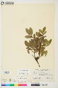 Salix myrtillifolia image