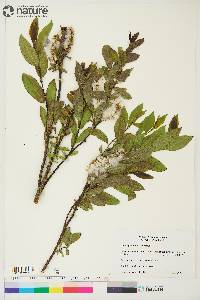 Salix myrtillifolia image