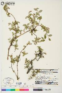 Salix brachycarpa image