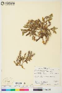 Salix brachycarpa subsp. niphoclada image