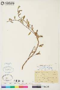 Salix brachycarpa image