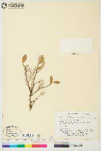 Salix brachycarpa image