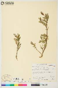 Salix brachycarpa image