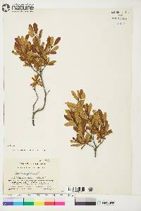 Myrica gale image