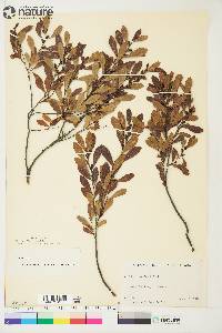 Myrica gale image