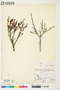 Myrica gale image