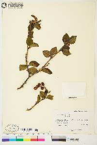 Alnus crispa image