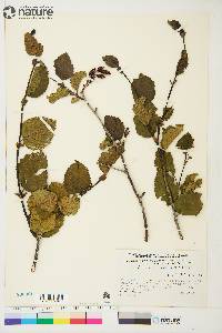 Alnus crispa image