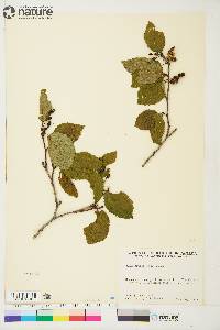 Alnus crispa image